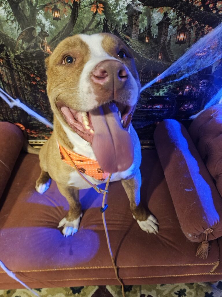Tokyo, Pitbull atendido na Realeza Pets