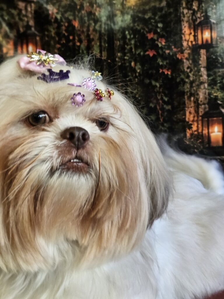 Kiara, Shih Tzu atendido na Realeza Pets