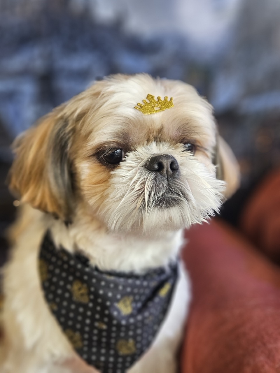 Tosa Tosa Bebê em Thor, Shih Tzu, feita na Realeza Pets