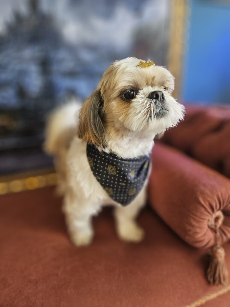 Foto de capa