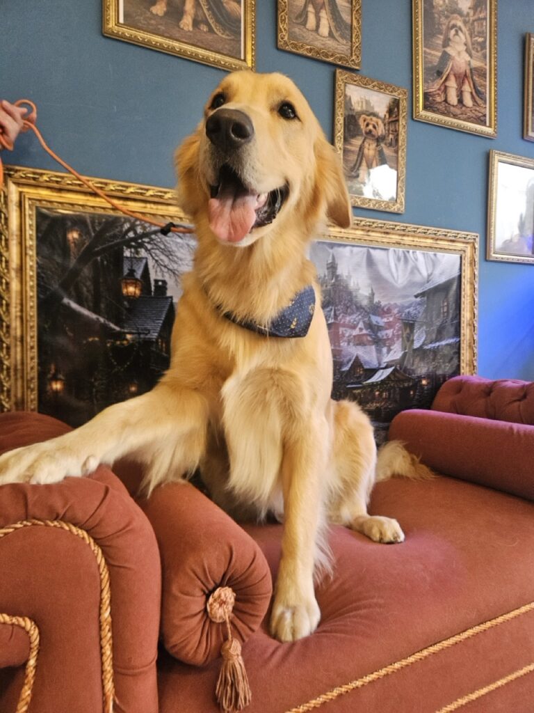 Simon na Realeza Pets, foto 5
