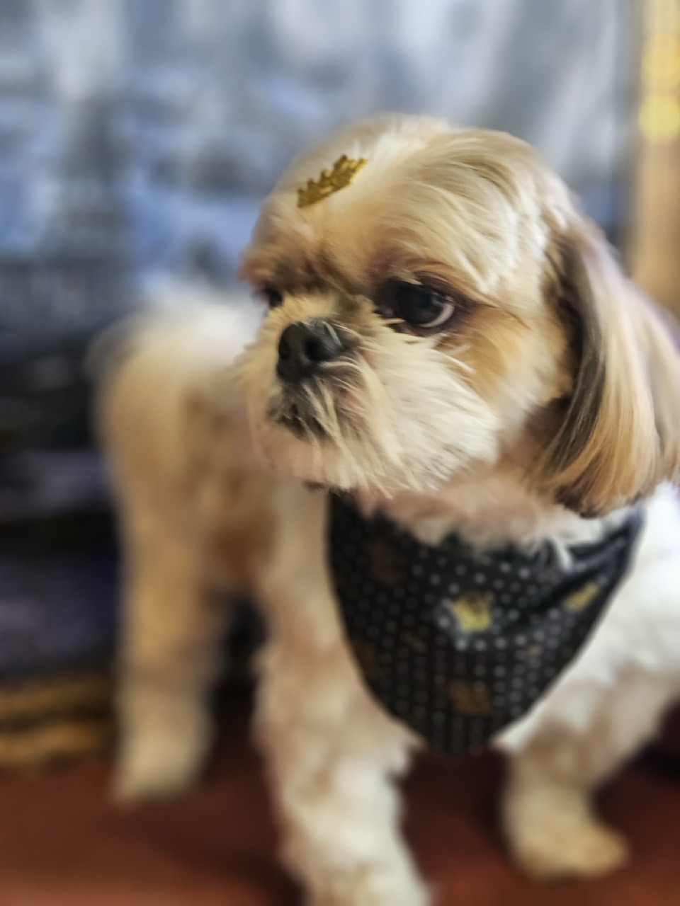 Tosa Tosa Bebê em Thor, Shih Tzu, feita na Realeza Pets
