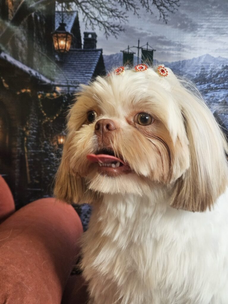 Cacau, Shih Tzu atendido na Realeza Pets