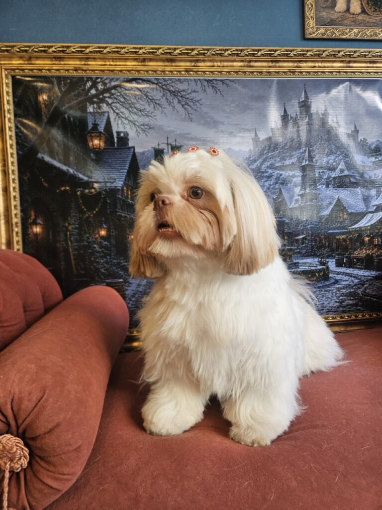 Cacau na Realeza Pets, foto 5
