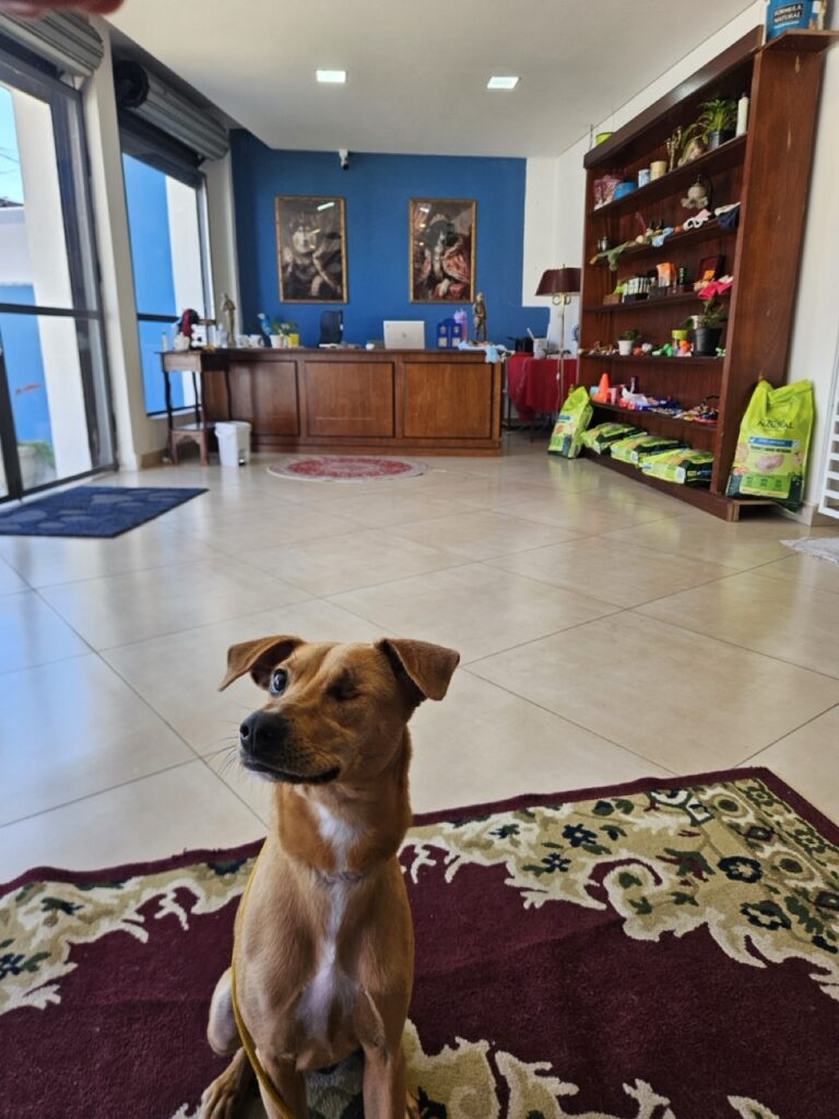 Pipa na Realeza Pets, foto 10