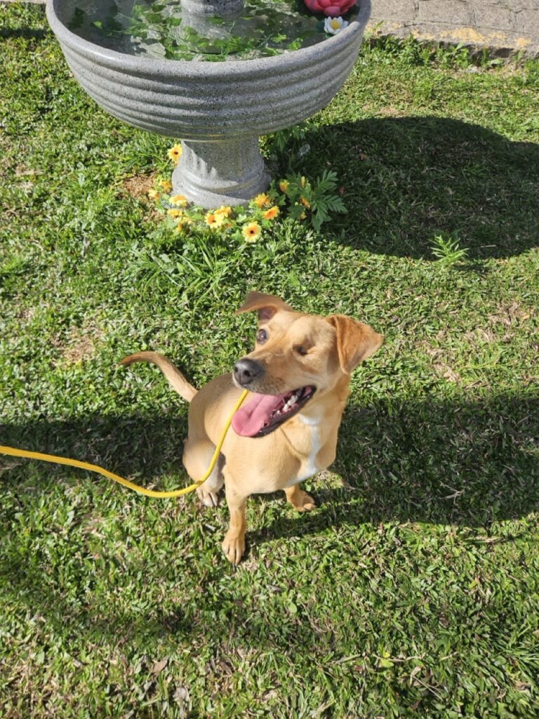 Pipa na Realeza Pets, foto 11