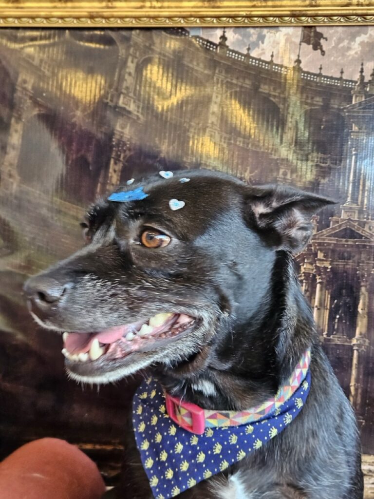 Aretha na Realeza Pets, foto 7