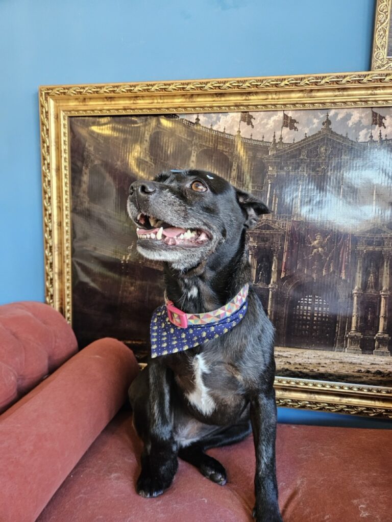 Aretha na Realeza Pets, foto 8