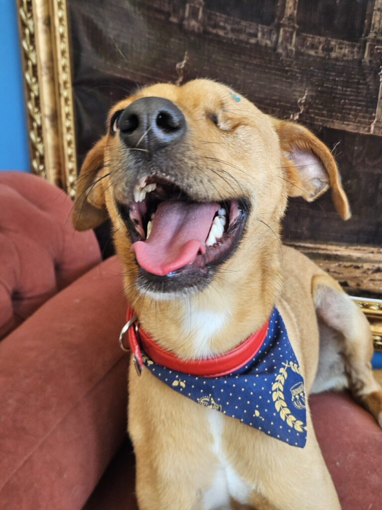 Pipa na Realeza Pets, foto 18