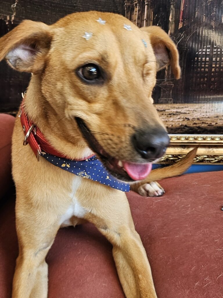 Pipa na Realeza Pets, foto 19