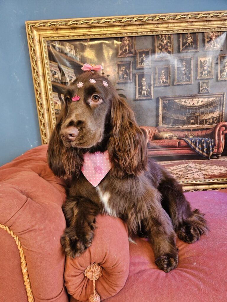 Kahli na Realeza Pets, foto 27