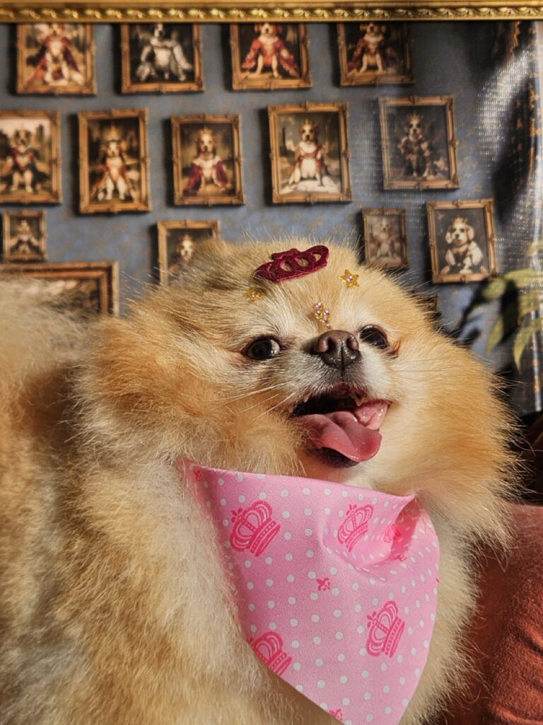 Mel, Spitz atendido na Realeza Pets