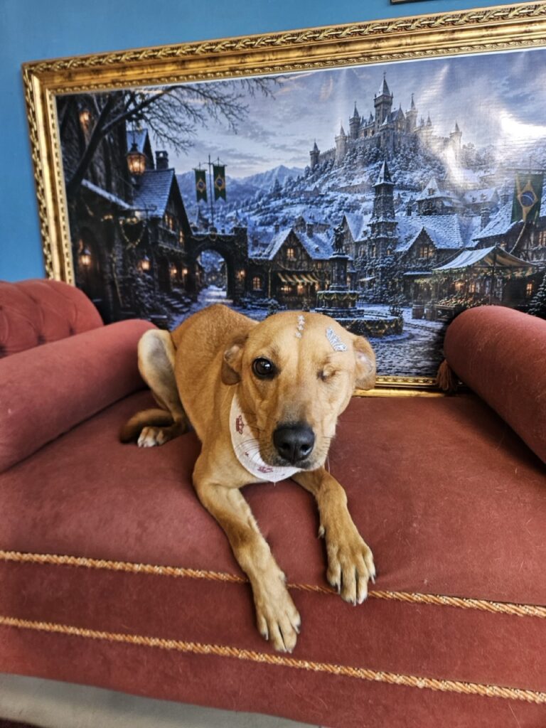 Pipa na Realeza Pets, foto 6