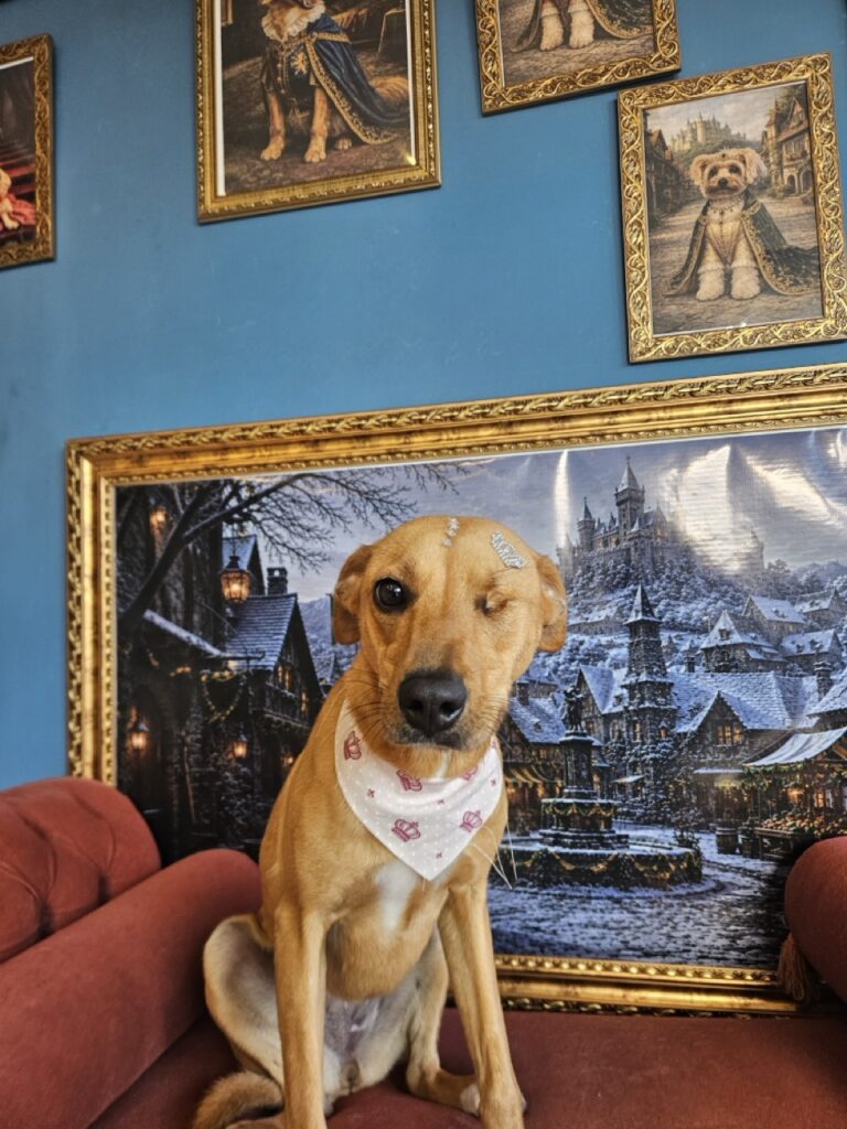 Pipa na Realeza Pets, foto 5