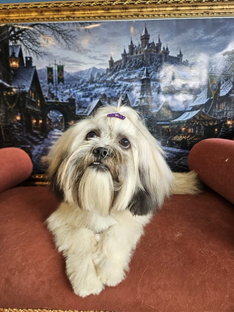 Amora na Realeza Pets, foto 6