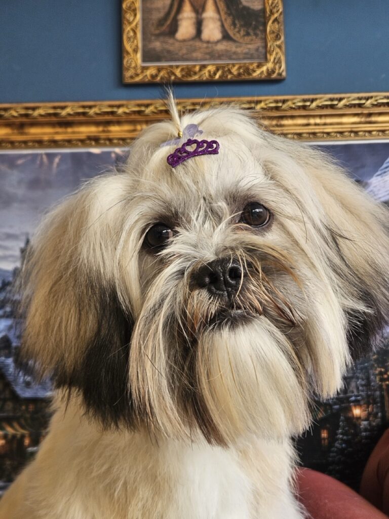 Amora na Realeza Pets, foto 5