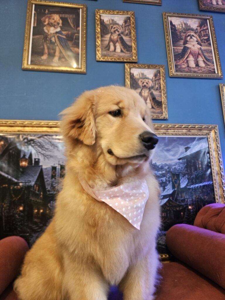 Mel, Golden Retriever atendido na Realeza Pets