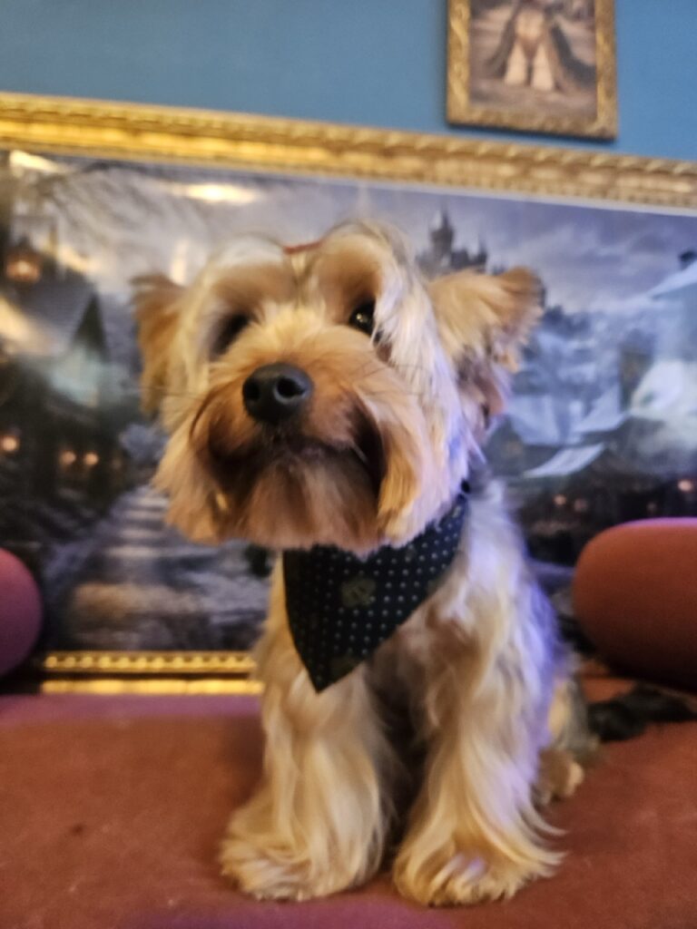 Foto de capa