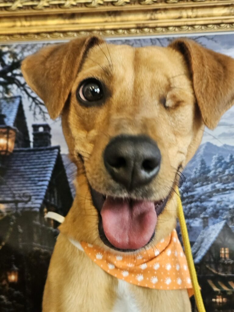 Pipa na Realeza Pets, foto 14