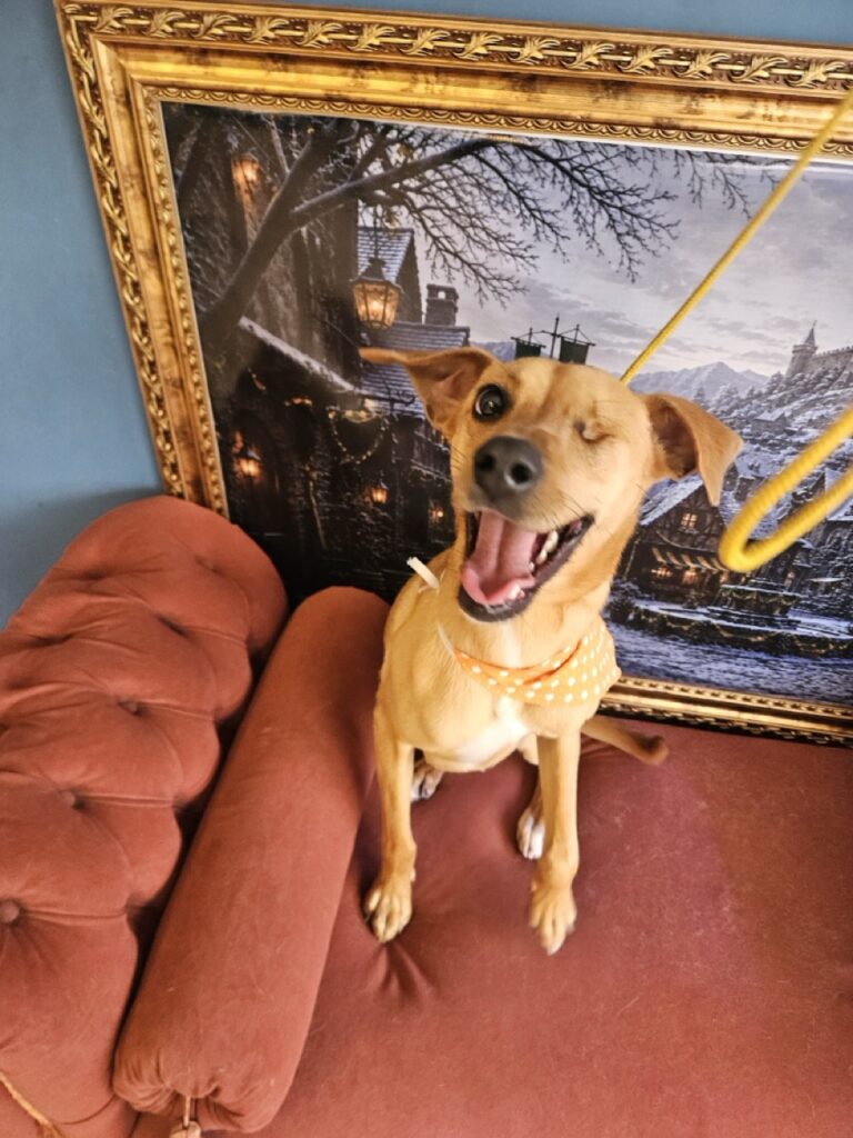 Pipa na Realeza Pets, foto 12