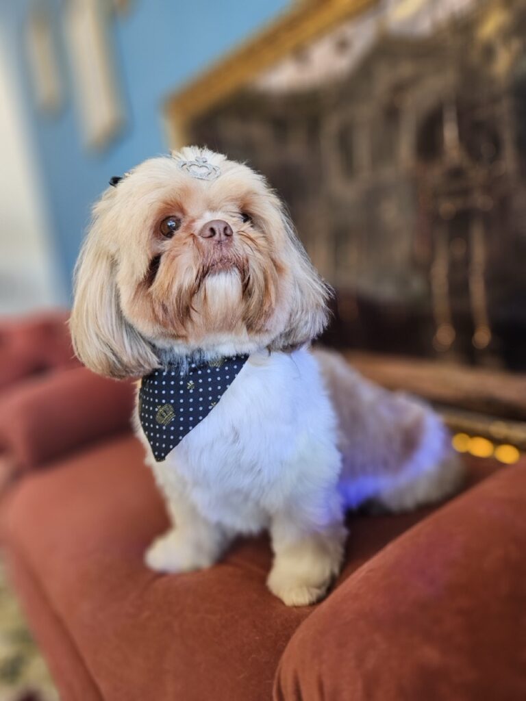 Maite, Shih Tzu atendido na Realeza Pets