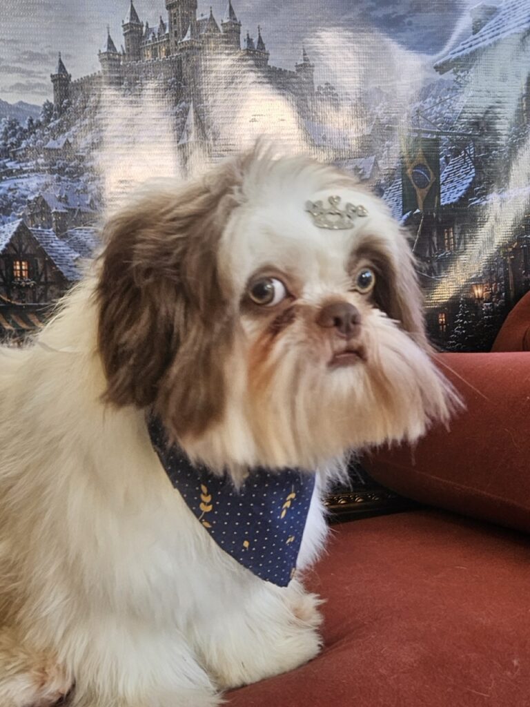 Benjamin, Shih Tzu atendido na Realeza Pets