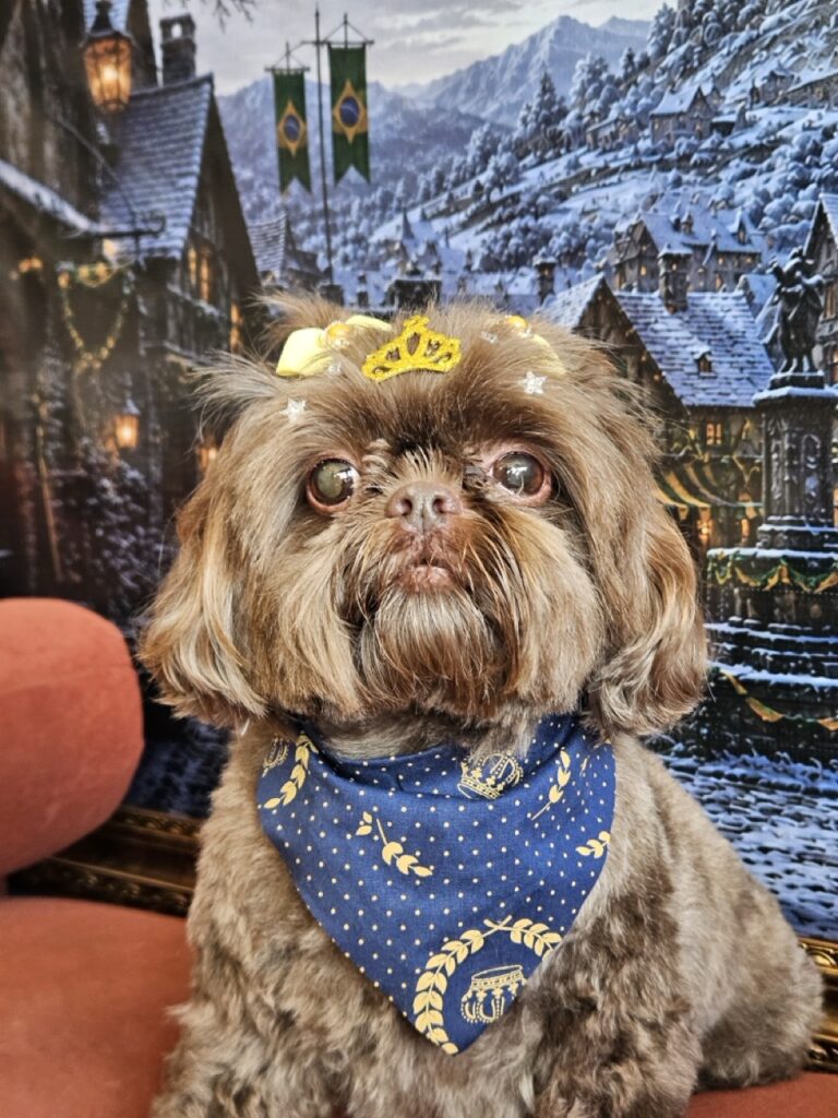 Bombom, Shih Tzu atendido na Realeza Pets