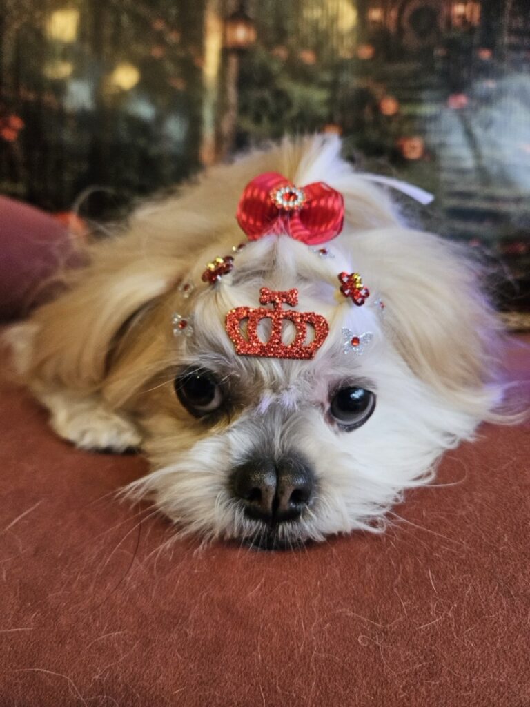 Bibi na Realeza Pets, foto 16