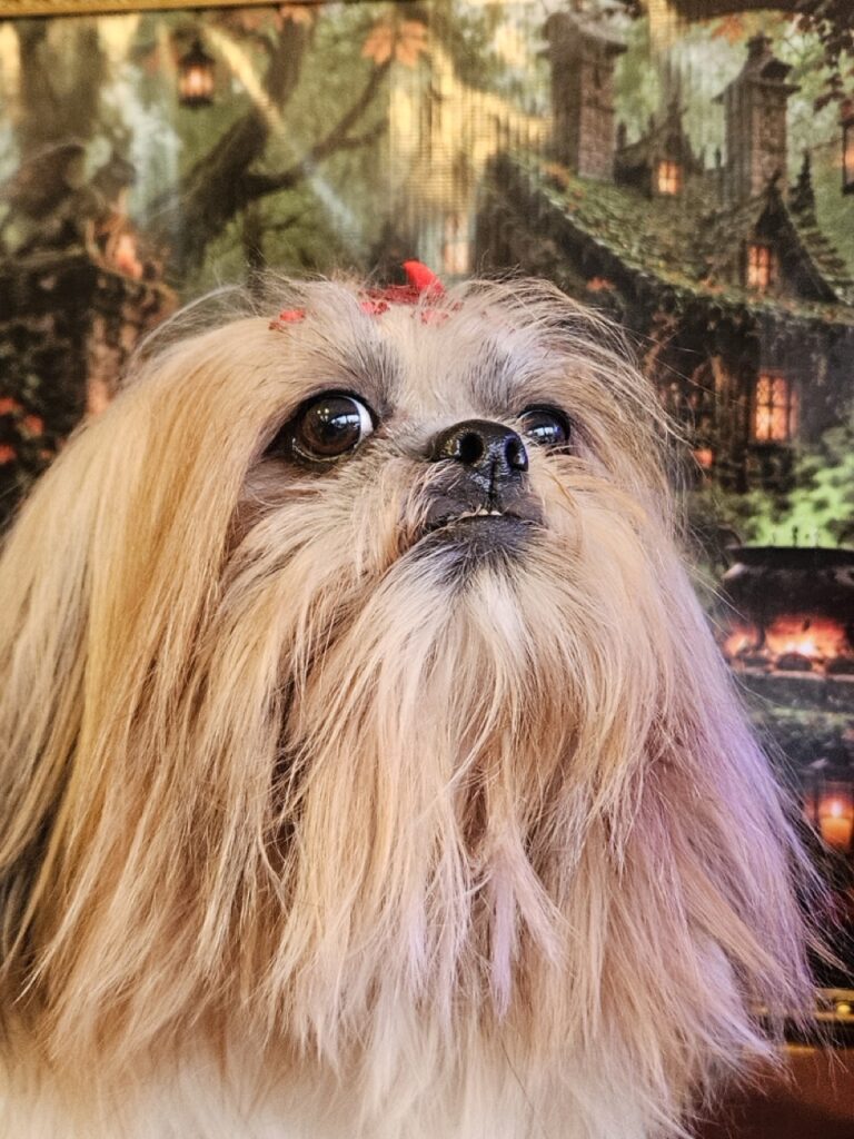 Bolinha na Realeza Pets, foto 15