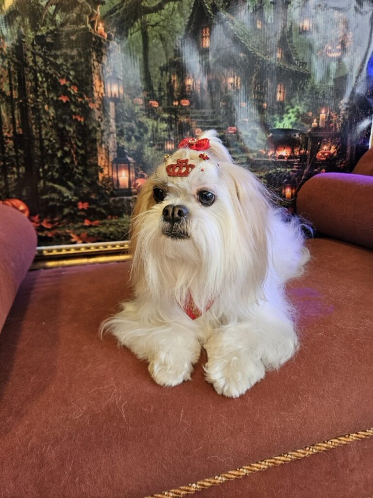 Bibi na Realeza Pets, foto 17