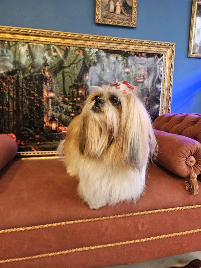 Bolinha, Shih Tzu atendido na Realeza Pets