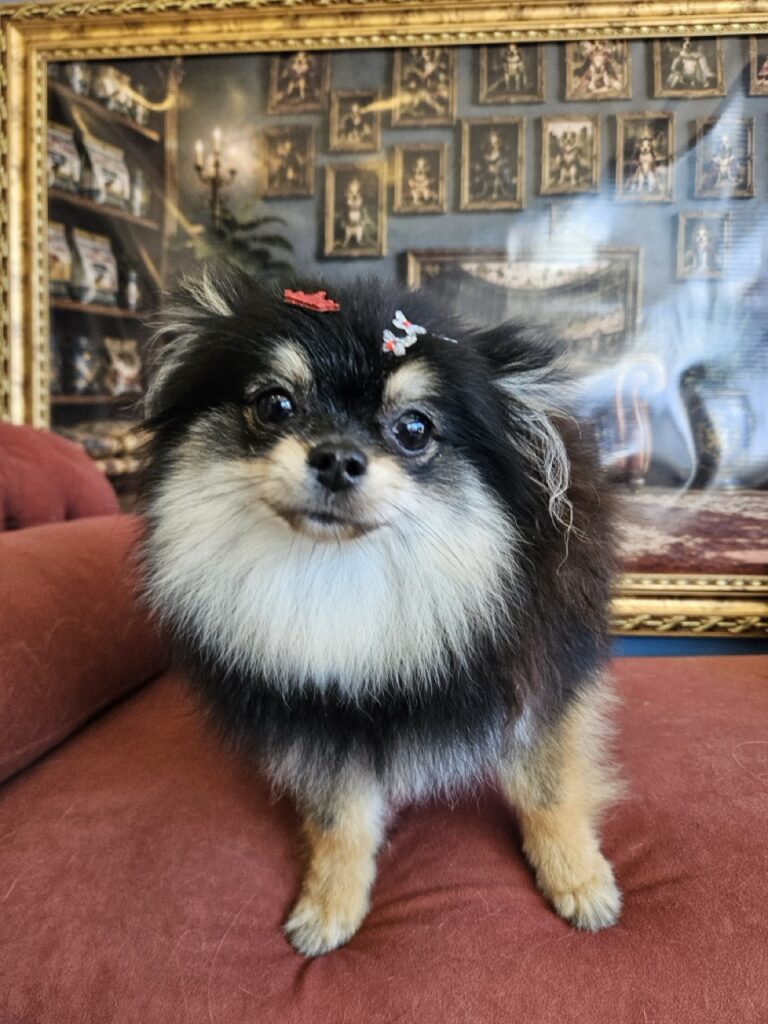 Donatella, Spitz atendido na Realeza Pets
