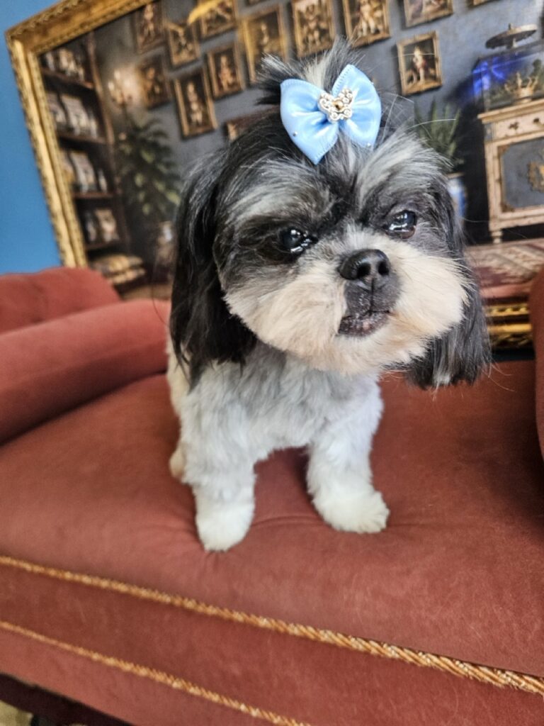 Tifany na Realeza Pets, foto 5