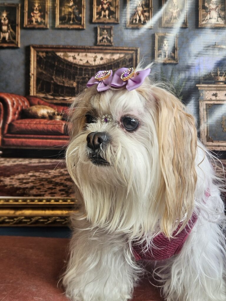 Bibi na Realeza Pets, foto 12