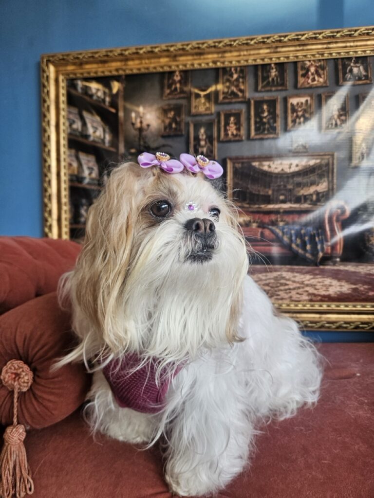Bibi na Realeza Pets, foto 13