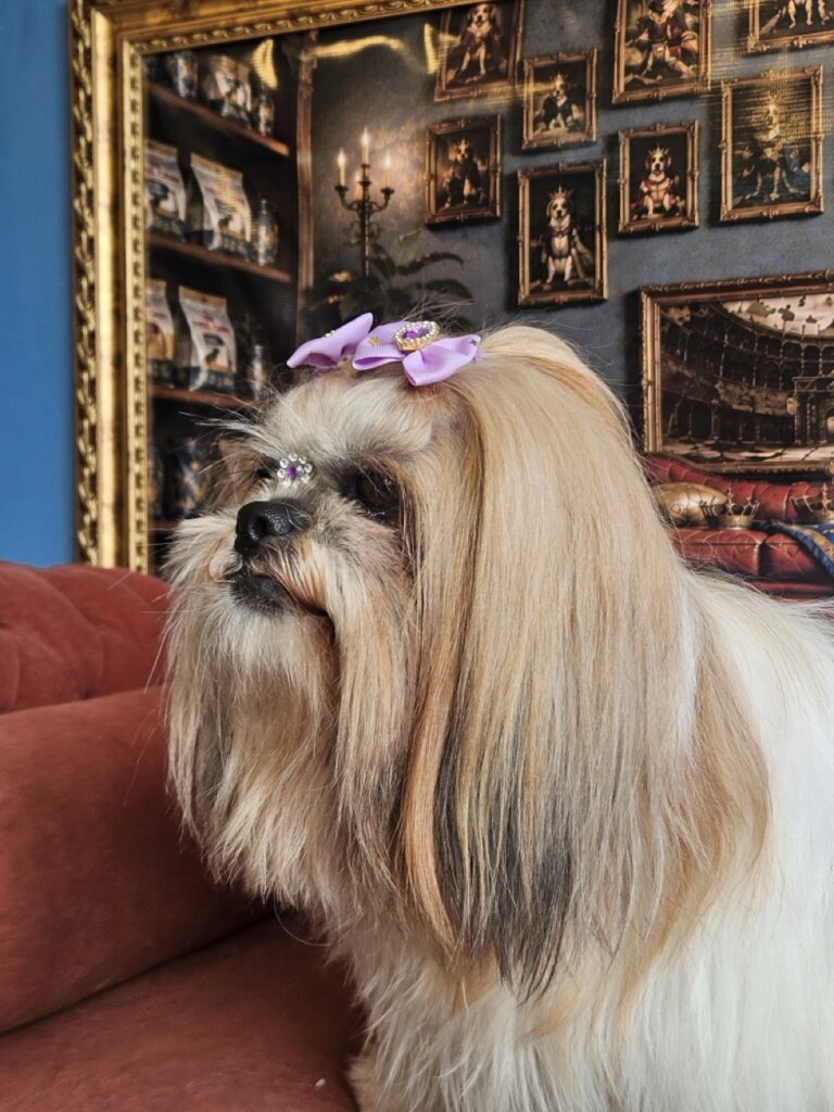 Bolinha na Realeza Pets, foto 10