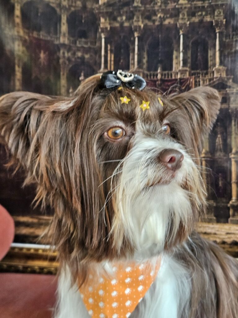 Cacau na Realeza Pets, foto 6