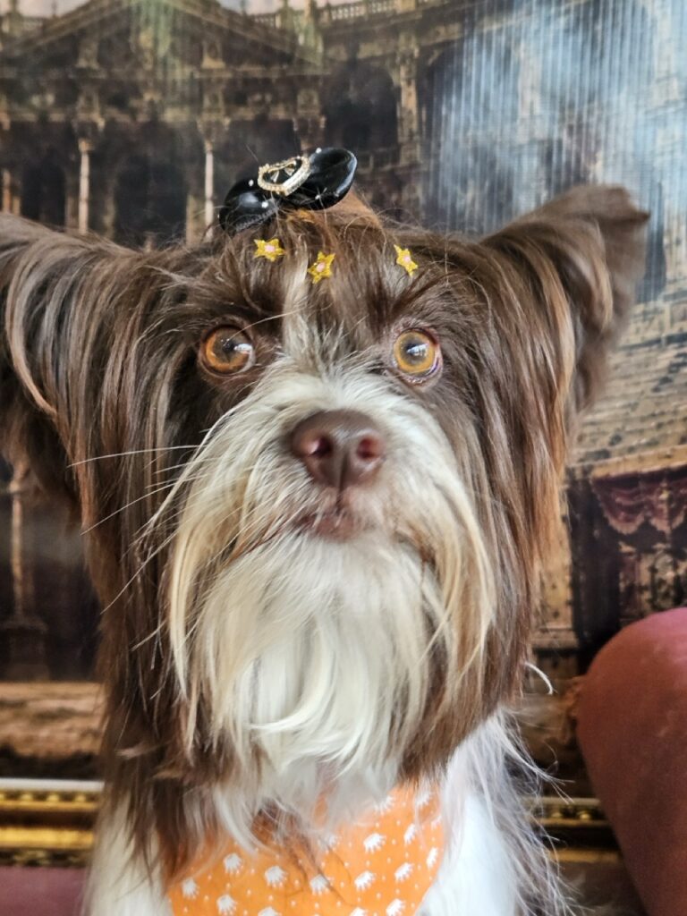 Cacau na Realeza Pets, foto 7