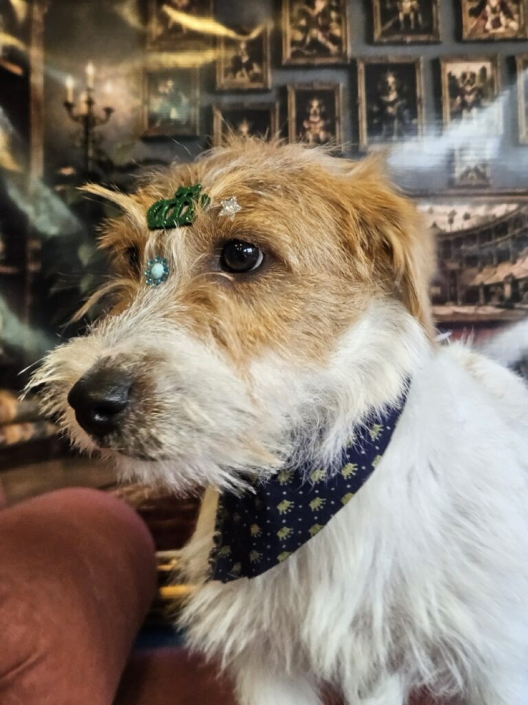 Bob na Realeza Pets, foto 6