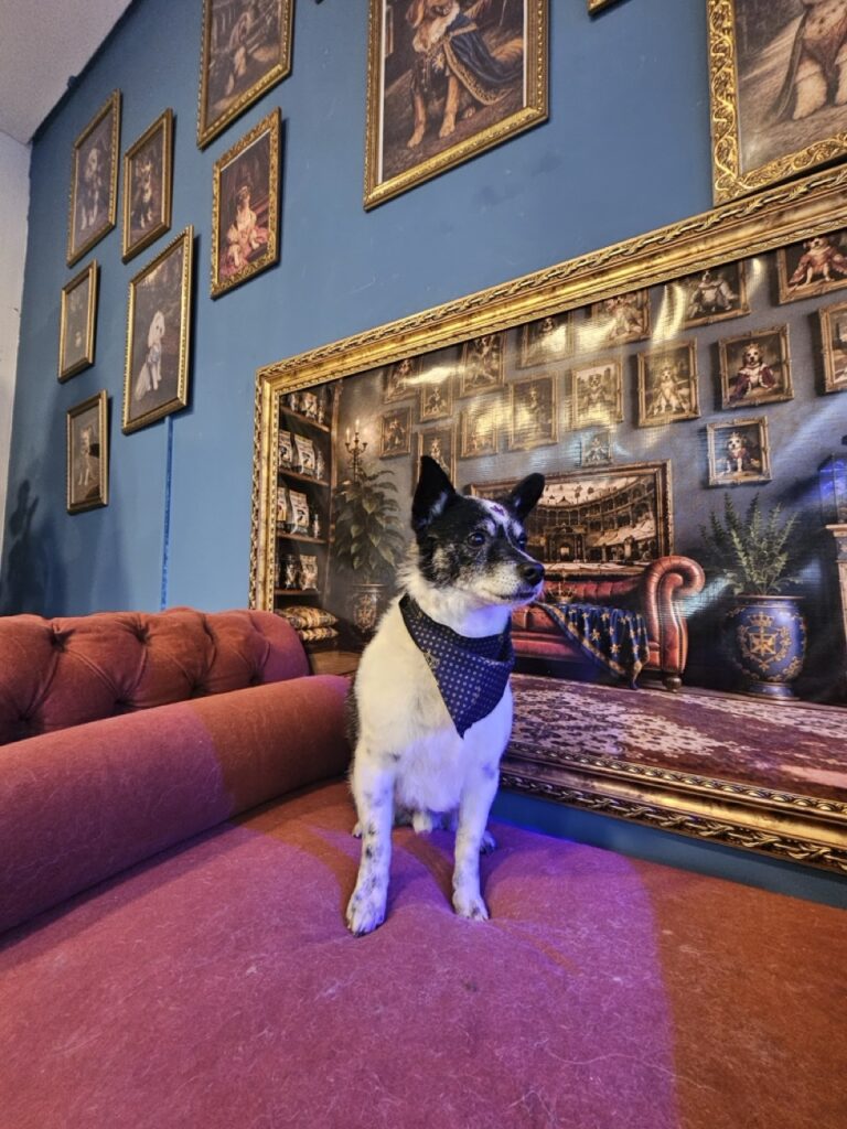 Churros na Realeza Pets, foto 5