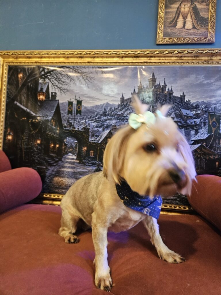 Madeleine, Yorkshire atendido na Realeza Pets