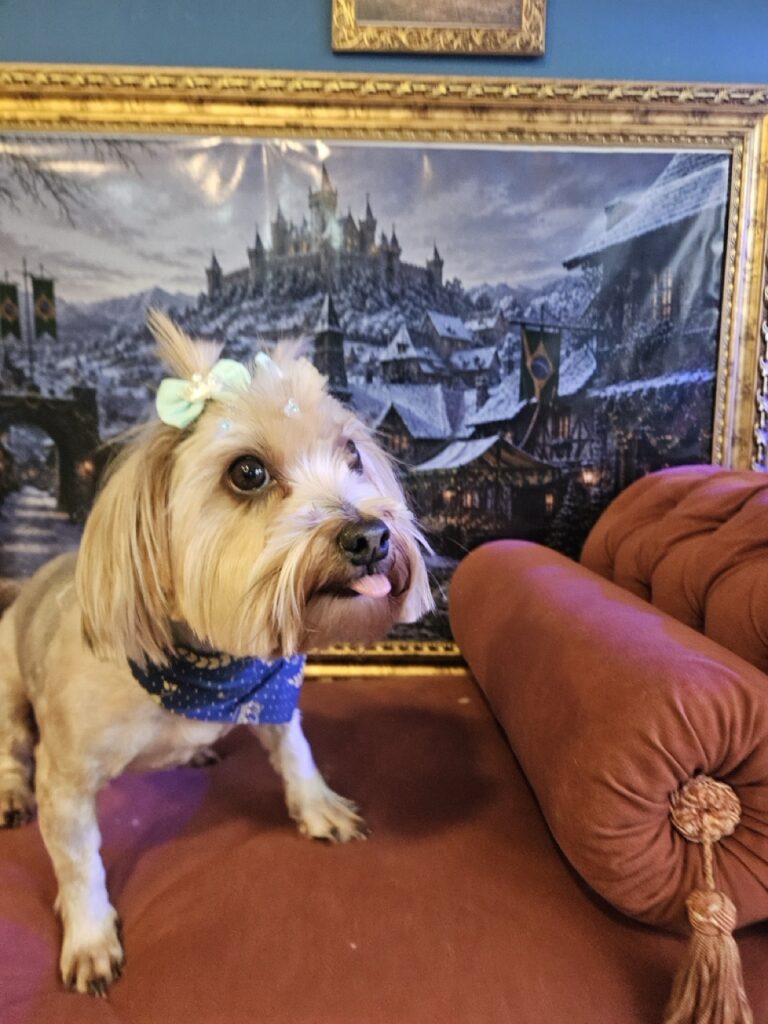 Madeleine na Realeza Pets, foto 5