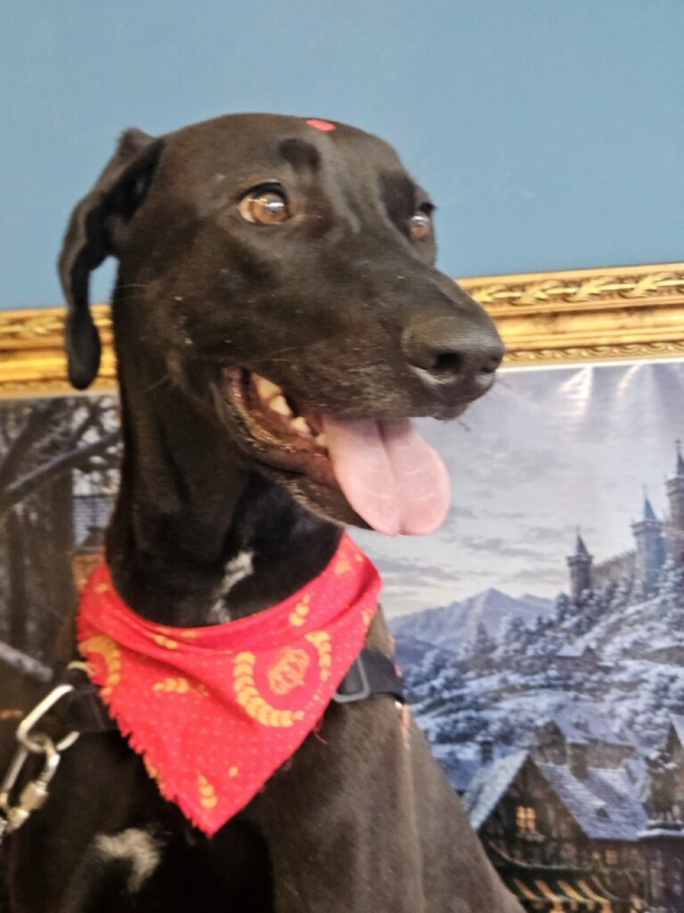 Foto de capa