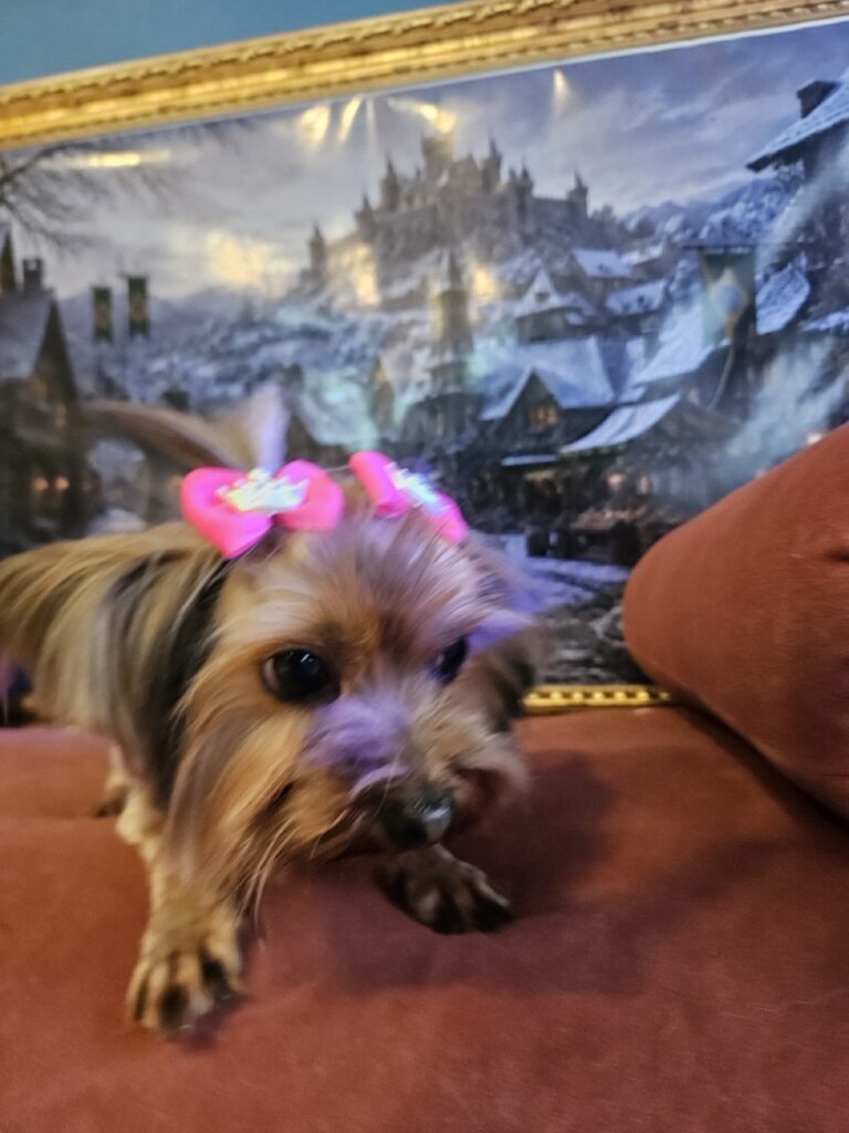 Joly, Yorkshire atendido na Realeza Pets