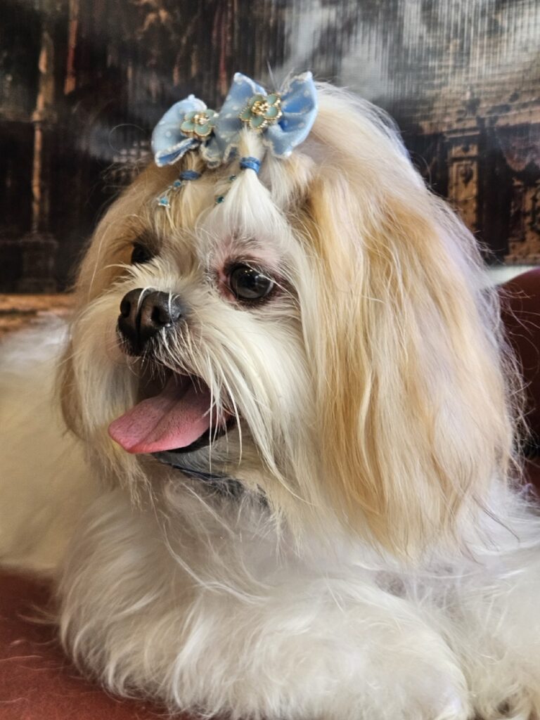 Bibi na Realeza Pets, foto 8