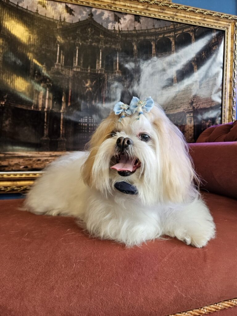 Bibi na Realeza Pets, foto 9