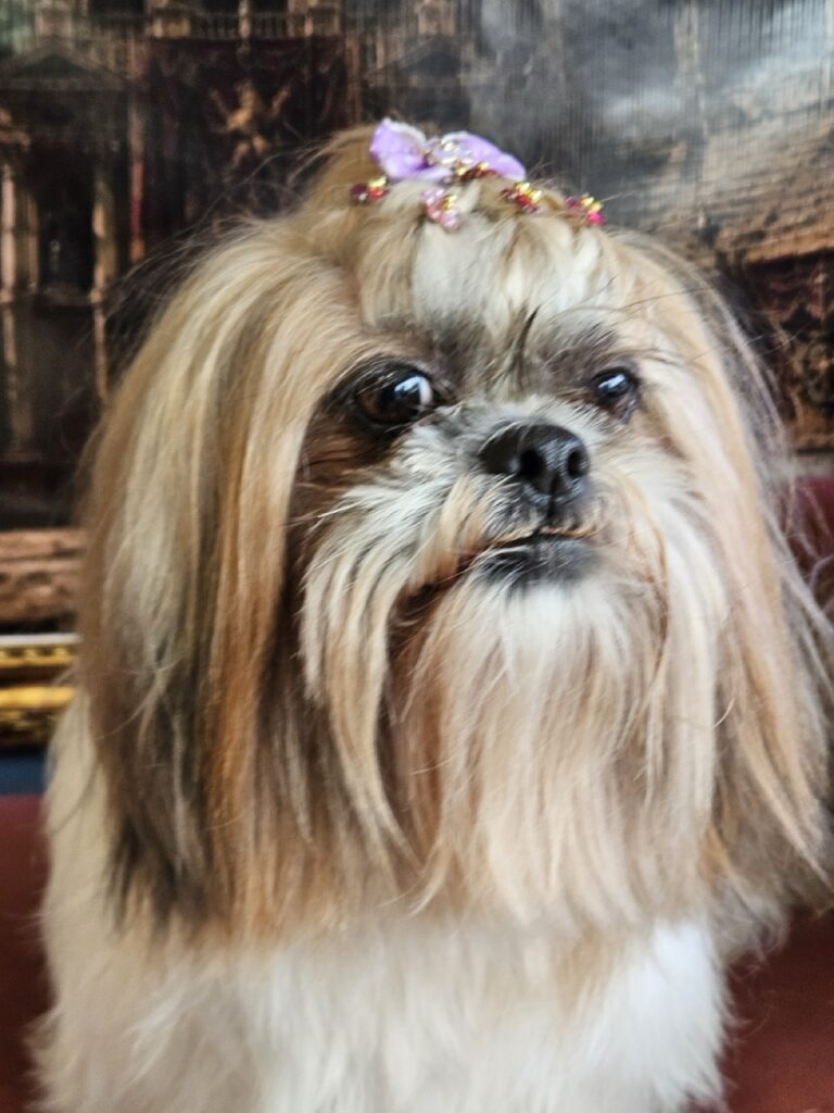 Bolinha na Realeza Pets, foto 5