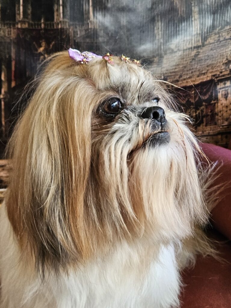 Bolinha na Realeza Pets, foto 6