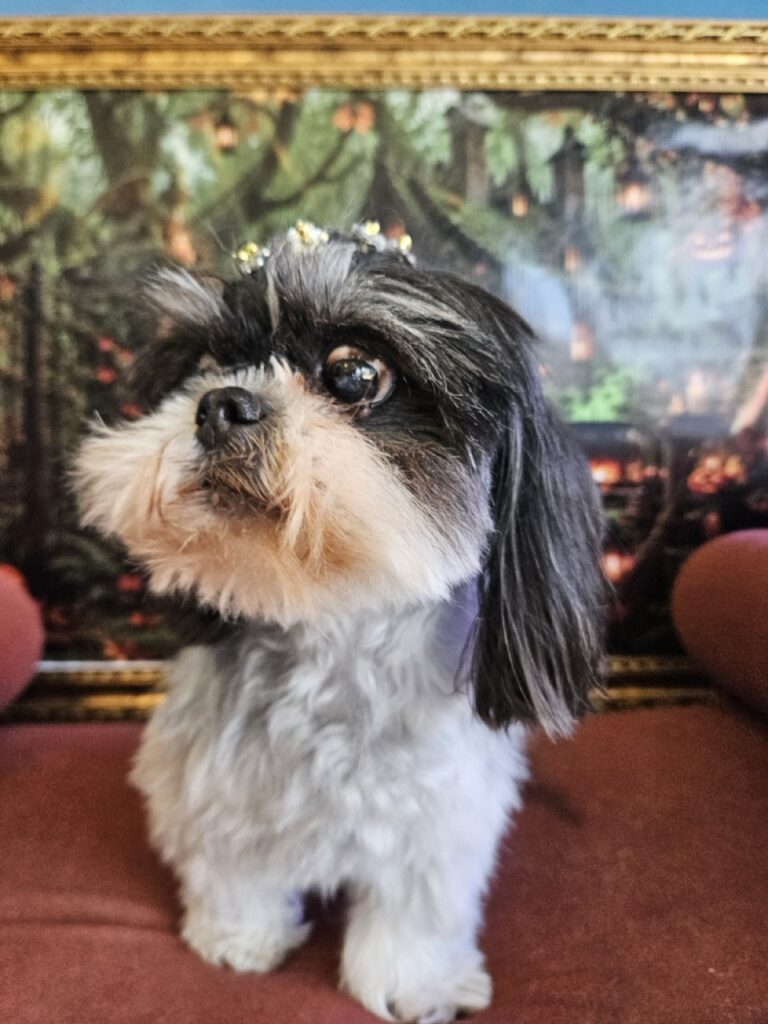 Tifany na Realeza Pets, foto 7