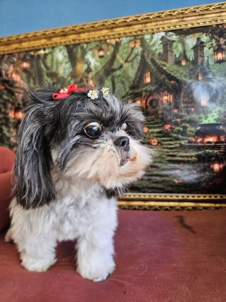 Tifany, Shih Tzu atendido na Realeza Pets